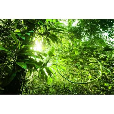 Imagem de Fundo de aquário de selva tropical densa vista da selva fundo terrário manhã sol flare plantas tropicais fundo de aquário raio solar sobre floresta tropical réptil habitat fundo 61 x 40 cm