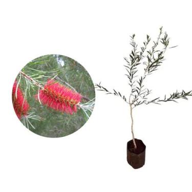 Imagem de Muda de Escova De Garrafa 20 a 40cm AMK - Plantas Online - AMK Jardina