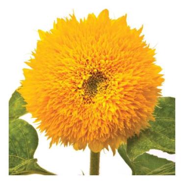 Imagem de Sementes de Girassol Sungold Anão Envelope C/ 800mg - TOPSEED