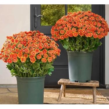 Imagem de Mães artificiais do pôr do sol, mães divertidas, flores artificiais do pôr do sol ao ar livre - resistente a UV, impermeável, à prova de vento, margarida falsa de outono com eucalipto, aparência real