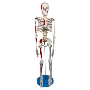 Imagem de Modelo Anatomic Didático de Esqueleto Humano Articulado de 85cm