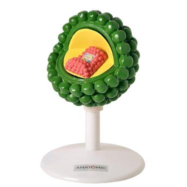 Imagem de Vírus HIV Modelo Anatômico