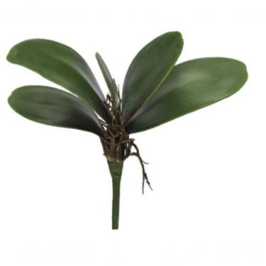 Imagem de Folha Orquidea C-arame Phalaenopsis C-powder X5 Verde 22cm