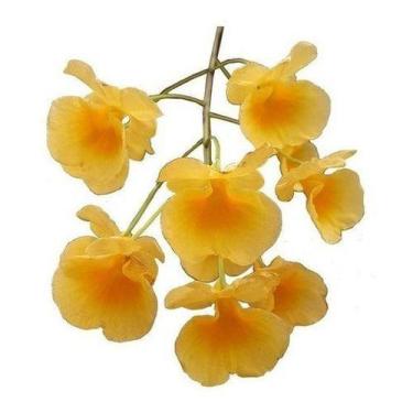 Imagem de Orquídea Dendrobium Agregatum  Plantas Adultas Amarelo Ouro! - Orquidá