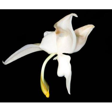 Imagem de Orquídea Stanhopea candida - Cooperorchids