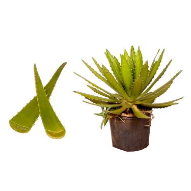 Imagem de Muda de Babosa (Aloe vera) 20 a 40cm - Planta Medicinal, Cosmética e Ornamental para Cultivo - AMK Jardinagem