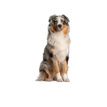 Imagem de Tapete Para Pets Lavável Em Oferta 3 Un G 90X100Cm - Shelby Moda Pet