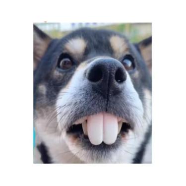 Imagem de Kit dentadura engraçada para cachorro e gato - PetzGrilo
