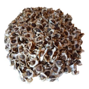Imagem de Sementes de Moringa Oleífera, Kit com 2.000 Sementes, Planta Medicinal Nutritiva