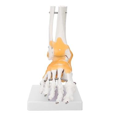 Imagem de Generic Modelo Anatômico de Esqueleto de pé Com Ligamentos Flexíveis para Ensino de Conhecimentos de Saúde Física, Modelo de Articulação de pé Em Tamanho Real de 9,4" para Estudantes de Medicina e