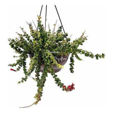 Imagem de Columeia Crespa Dobrada Aeschynanthus Rasta Planta Natural - Orquiflor