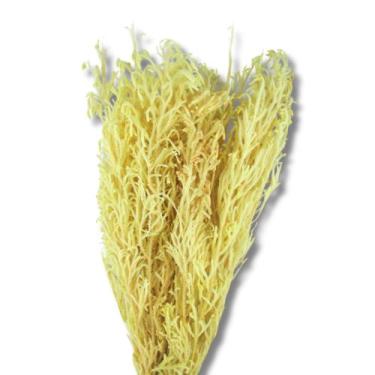 Imagem de Buquê Capim Licopodium Cores Desidratado Arranjo Decoração - FLORA FUL