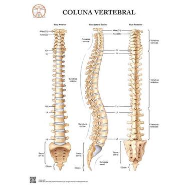 Imagem de Pôster Anatomia da Coluna Vertebral - Body Scientific