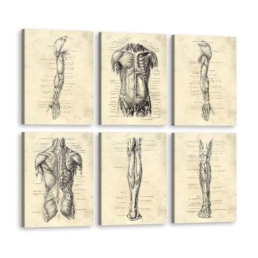 Imagem de Conjunto de 6 pôsteres de pintura em tela de músculo de órgão esqueleto impressões vintage anatomia do corpo humano arte fotos de parede médica decoração de sala de clínica (SKU1-6PCS, 40.6x60 cm