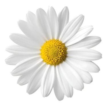Imagem de 1800 Sementes De Margarida Branca Flor/jardim/horta - galpaolivy