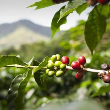 Imagem de Derriçadeira café Lateral Nakashi 25,4cc 1100mm M2600-Dupla - Kawashim