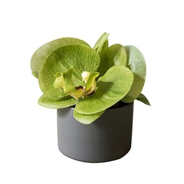 Imagem de Plantas falsas mini phalaenopsis falsas plantas em vaso verde artificial plantas de casa verde interior casa escritório cozinha mesa centros de mesa 12 cm de altura plantas artificiais para decoração