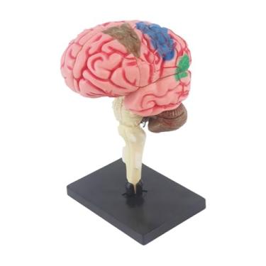 Imagem de Esquirla Modelo de cérebro, modelo de exibição desmontado 4D, modelo de funções cerebrais, figura de mesa, modelo anatômico para estudo do aluno