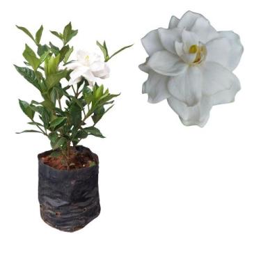 Imagem de Muda Gardenia Jasmim Do Cabo Perfumada Flor Branca Planta - Orquiflora