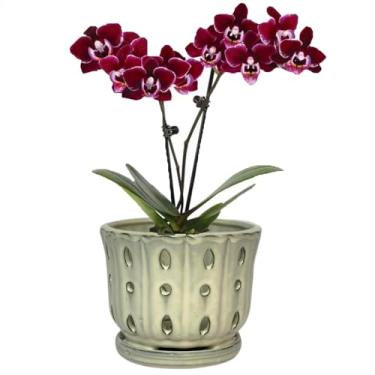 Imagem de Grdthzey Vaso de orquídea de cerâmica com pires anexados e orifício de drenagem plantador de orquídea de 15 cm (creme)