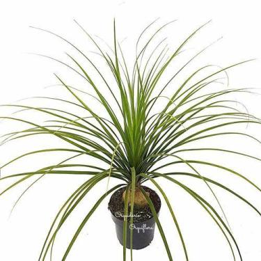 Imagem de Muda Grande Planta Pata De Elefante Beaucarnea Recurvata - Orquiflora