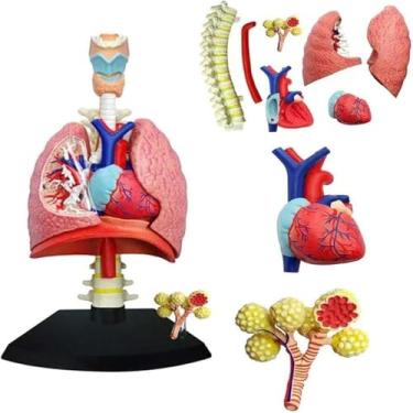Imagem de Modelo pulmonar do sistema respiratório 4D, modelo 1:3 do coração humano, pulmões 21 partes removíveis, modelo de ensino médico, para ensino médico, auxílio de treinamento educacional
