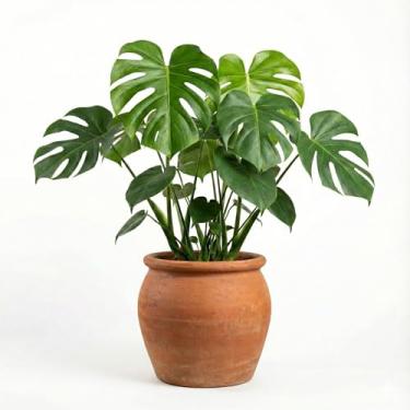 Imagem de Genérico, Vaso de Parede Semicircular, Uso Interno, Tamanho G, Bege Claro, Resina, Decorativo, Texturizado, Montagem em Parede, Vaso para Plantas, 15x12x11 cm