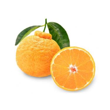 Imagem de Muda Frutífera de Tangerina Dekopon Enxertada - AgroJardim