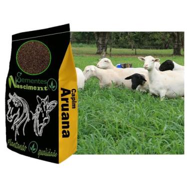 Imagem de 10kg Sementes Capim Aruana excelente pastagem para caprinos/ equinos /