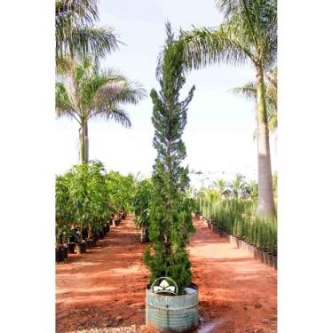 Imagem de Muda de Tuia Kaizuka Altura de 1,0 m a 1,50 - AMK - Jardinagem e Paisa