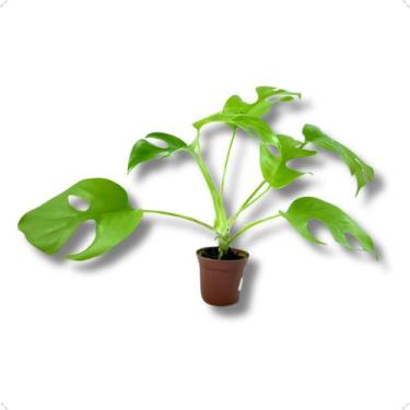 Imagem de Mini Muda Costela de Adão Pote 6 Decoração Pequena Sala - INSPIRA FLOR