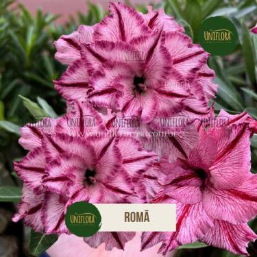 Imagem de Rosa do Deserto flor grande e dobrada Romã - UNIFLORA