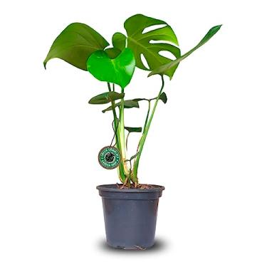 Imagem de Muda de Monstera Deliciosa Costela de Adão em Vaso