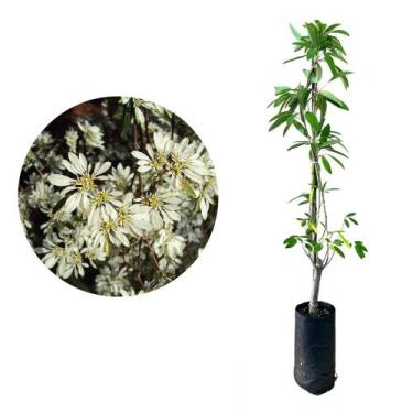 Imagem de Muda de Neve Da Montanha 50 a 80cm AMK - Plantas Online - AMK Jardinag