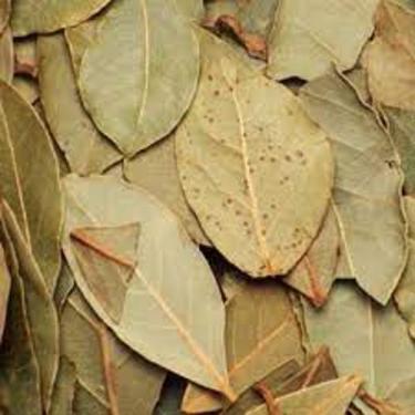 Imagem de Abacateiro Folhas Persea gratissima G.Londriervas 200g - LONDRINUTRI P