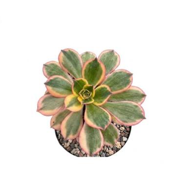 Imagem de Suculenta Aeonium Sumburst pote 9 - Generico