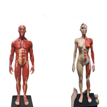Imagem de Modelo anatômico do sistema musculoesquelético humano, figura anatômica feminina e masculina modelo ósseo muscular anatômico humano - para estudo de desenho de artista médico, estudo de sala de aula