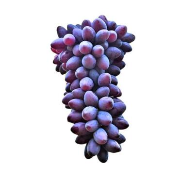 Imagem de Muda Frutífera de Uva Isis Enxertada (Sem Semente) - AgroJardim