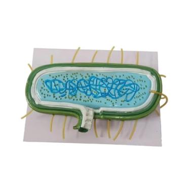 Imagem de shamjina Modelo de anatomia, modelo biológico ampliado, ribossomos de citoplasma, bactérias procarióticas, parede de exposição para