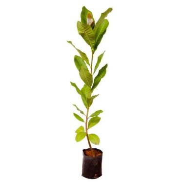 Imagem de Muda De Caju Anão Vermelho - Ideal P / Vasos + Adubo  - AMK - Jardinag