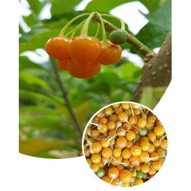 Imagem de 100 Sementes Fruto Do Sabiá Marianeira Atrai Pássaros