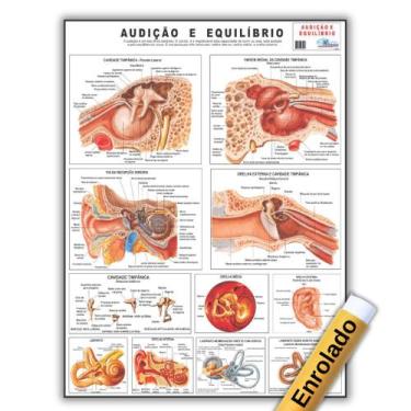 Imagem de Mapa Anatomia Humana Audição E Equilíbrio 120 X 90 Cm Enrolado - Enfer
