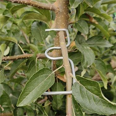 Imagem de WLSANX Extrator de galhos de árvores frutíferas, 50 peças, espalhador de galhos de árvores frutíferas, ramo de árvore frutífera, extrator de bonsai, máquina de amarrar plantas ferramentas de dobra de