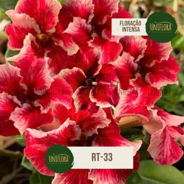 Imagem de Planta Rosa do Deserto SINGELA Buquezinho vermelho MARAVILHA RT33 - UN