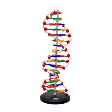 Imagem de Dupla Hélice De D.N.A, Anatomia