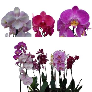 Imagem de Kit de 10 Orquídeas Phalaenopsis Cores Mistas Plantas Adultas Decoração Natural Com Flor