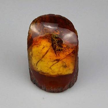 Imagem de Coleção De Amostras De Resina De Inseto Real Natural Âmbar, Taxidermia De Peso De Papel De Inseto Real Para Crianças, Brinquedo Educacional, Brinquedos Cognitivos, Educação Biológica,Abelha,8 * 10 C
