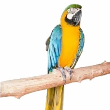 Imagem de Poleiro Natural para Arara e Papagaio, Madeira Rústica, 70 cm, Instalação Fácil, com Suporte de Fixação