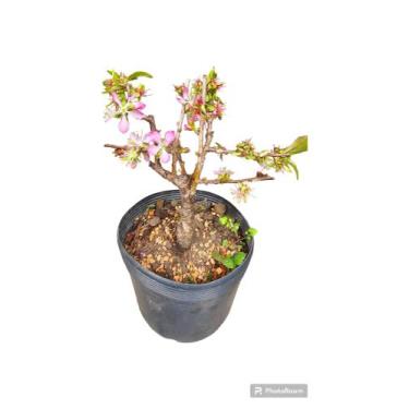 Imagem de Sakura rosa bonsai 7 anos c vaso cerejeira japonesa - Quintal do bonsa