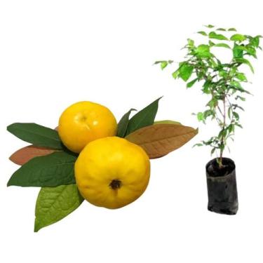 Imagem de Muda De Araçá Pêra Do Amazonas Ou Araçanduba - no-brand